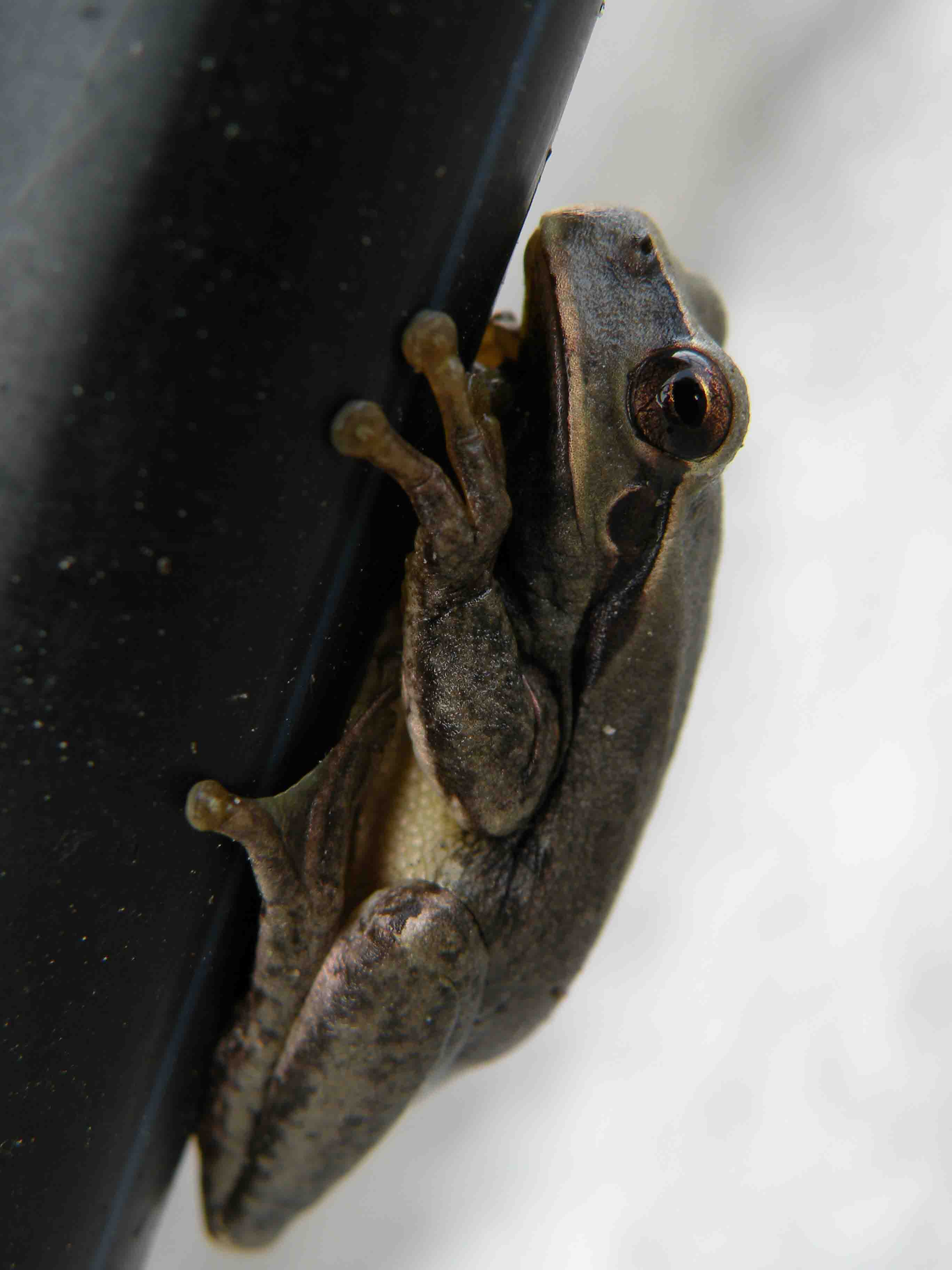 Riconoscimento ranocchio - Hyla meridionalis